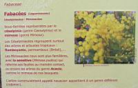Famille Fabacees ou Fabaceae ou Legumineuses (txt2)